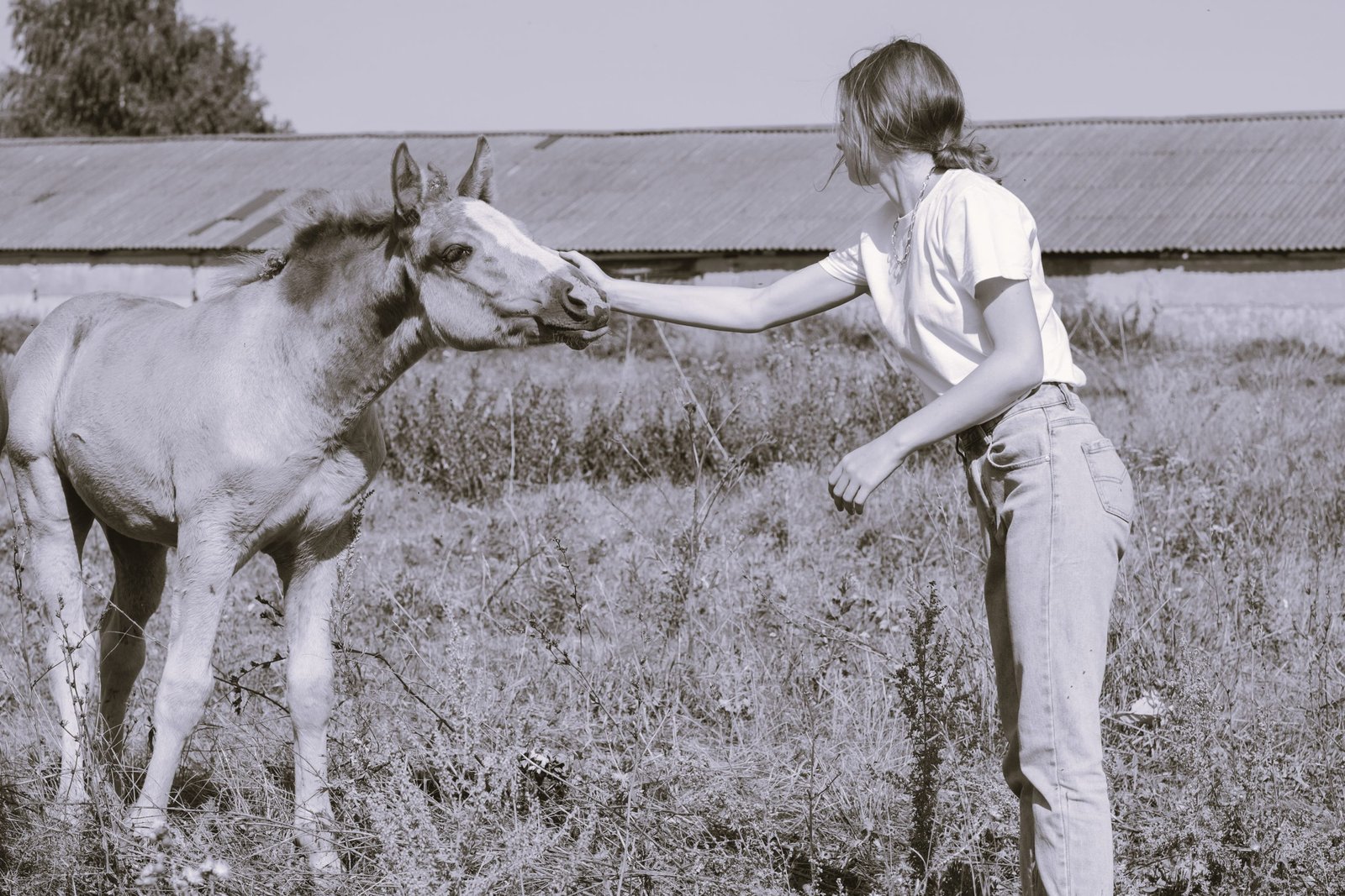 Trust and tenderness - girl petting a foal in the pasture