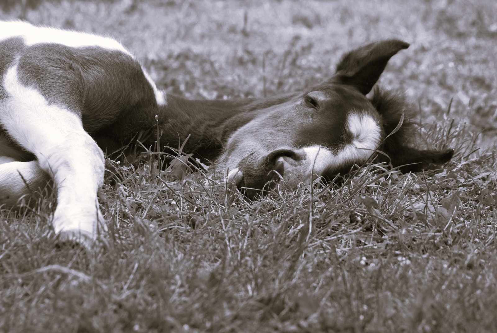 Sleeping foal